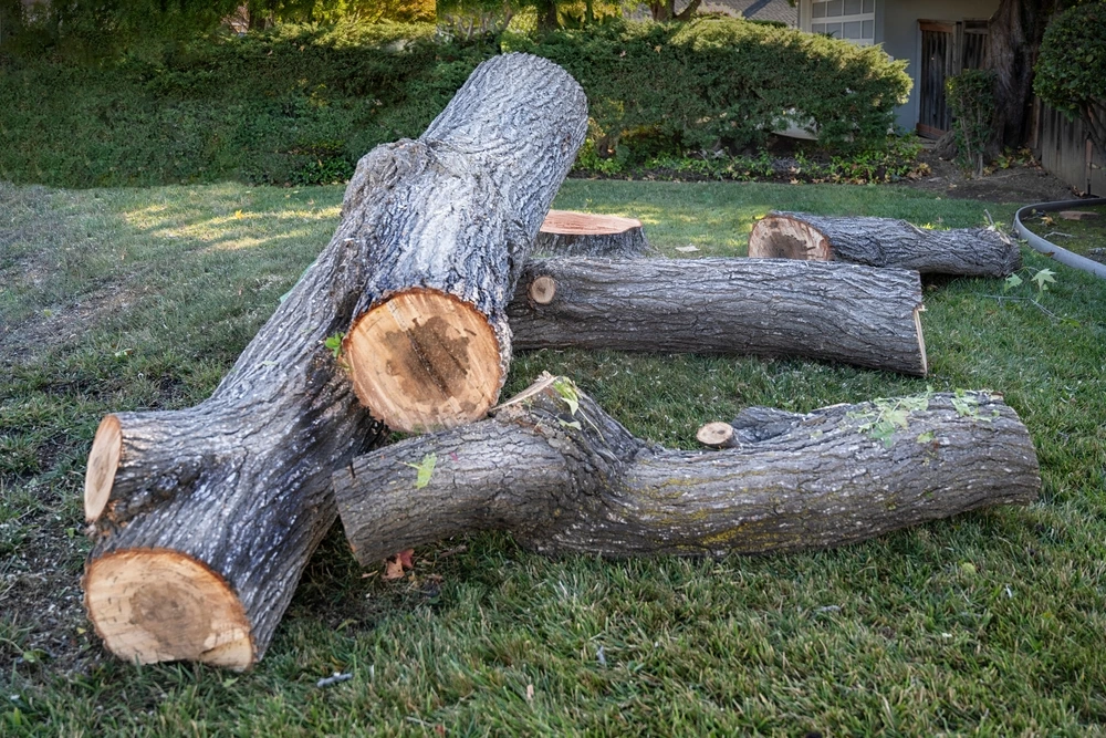 7 Ways to Dispose of Tree Branches: Effective and Eco-Friendly Methods