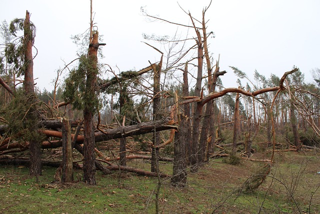 Basics of Tree Limb Removal