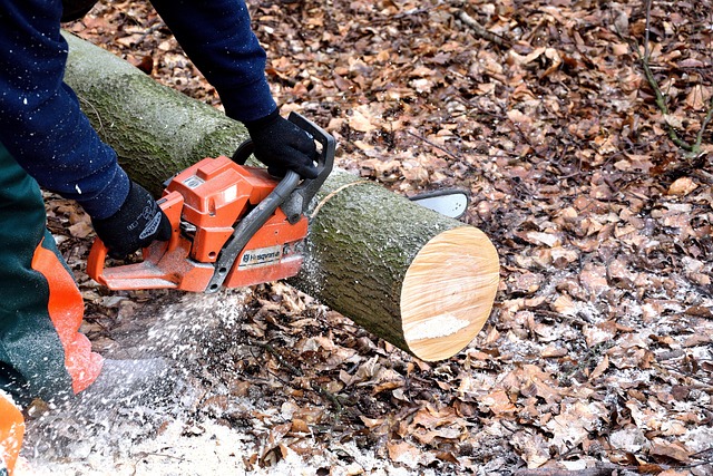 Costs and Budgeting for Tree Limb Removal