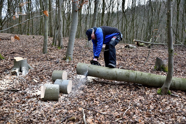 Hiring a Professional Arborist