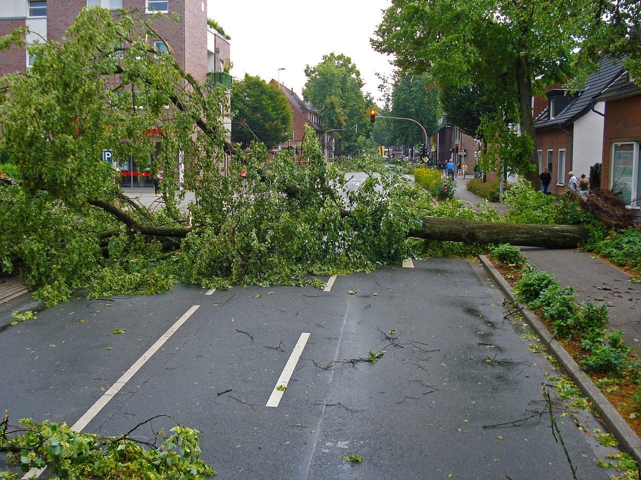 Tree Limb Removal: Essential Tips for Safe and Effective Pruning