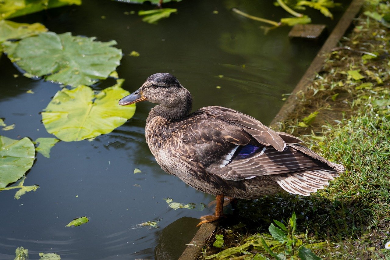 Waste Disposal for a DIY Pond Build: Efficient Methods and Best Practices